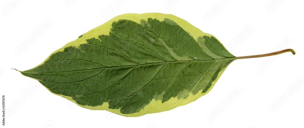 Obraz premium green leaves