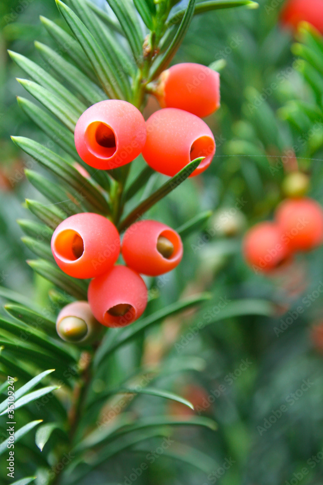 Obraz premium eibe- taxus baccata