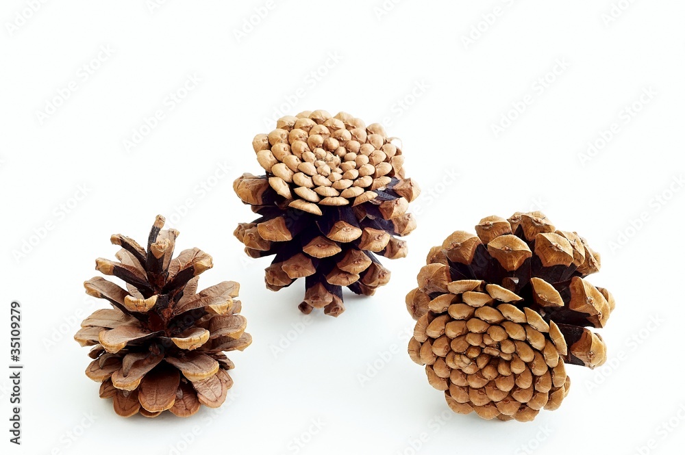 Piny cones Piny cones