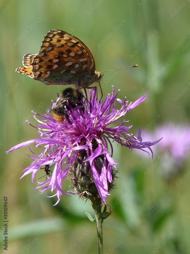 Obraz premium papillon et abeille sur centaurée