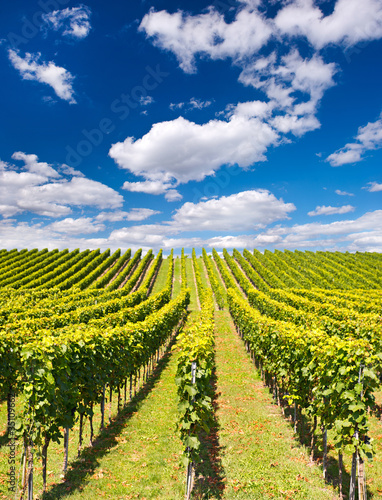 beautiful vineyard landscape with cloudy blue sky