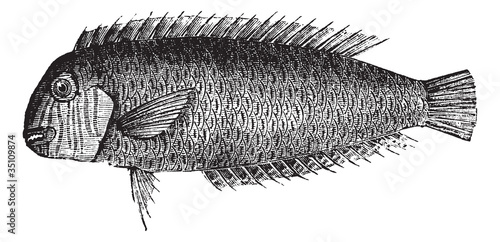 Pearly razorfish or Xyrichtys novacula vintage engraving photo