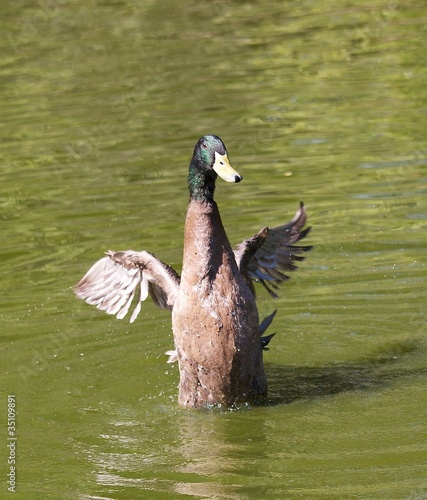 Mallard Duck Standing