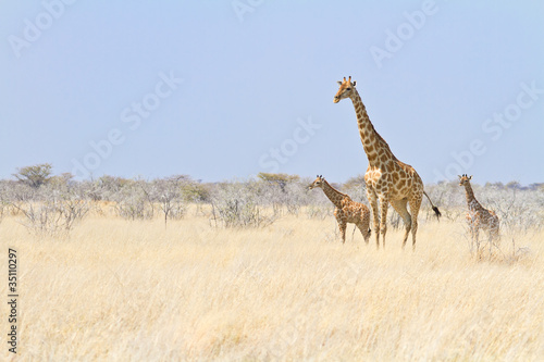 Giraffenmutter mit zwei Jungen, Giraffa camelopardalis