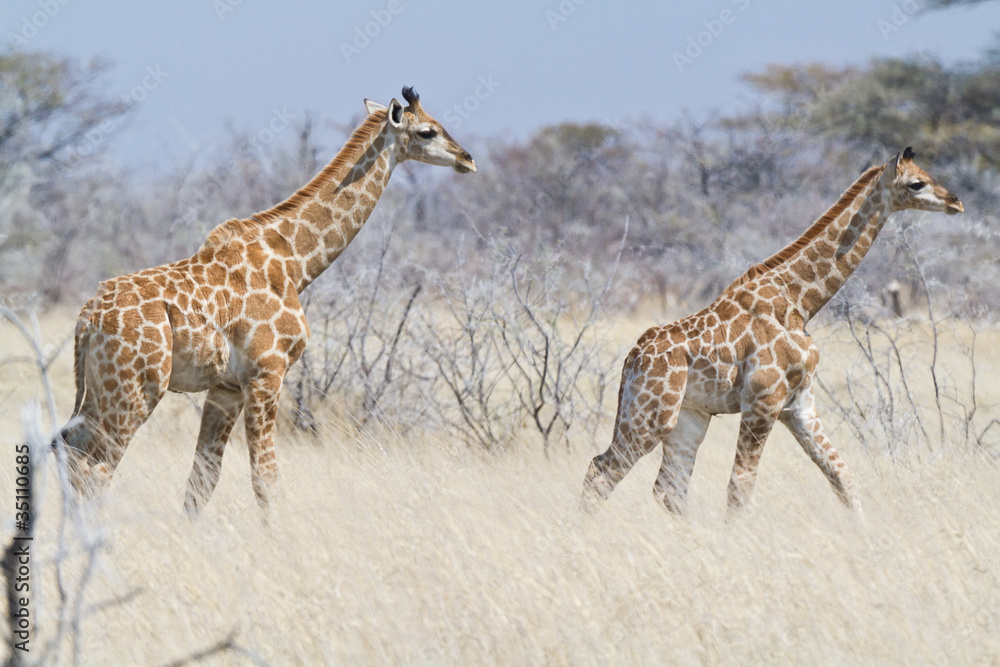 Obraz premium Zwei junge Giraffen, Giraffa camelopardalis,
