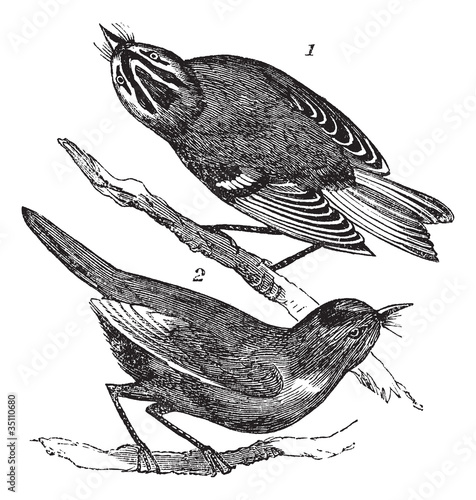 Golden-crowned Kinglet or Regulus satrapa and Ruby-crowned Kingl