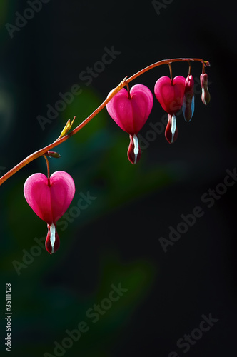 Dicentra photo