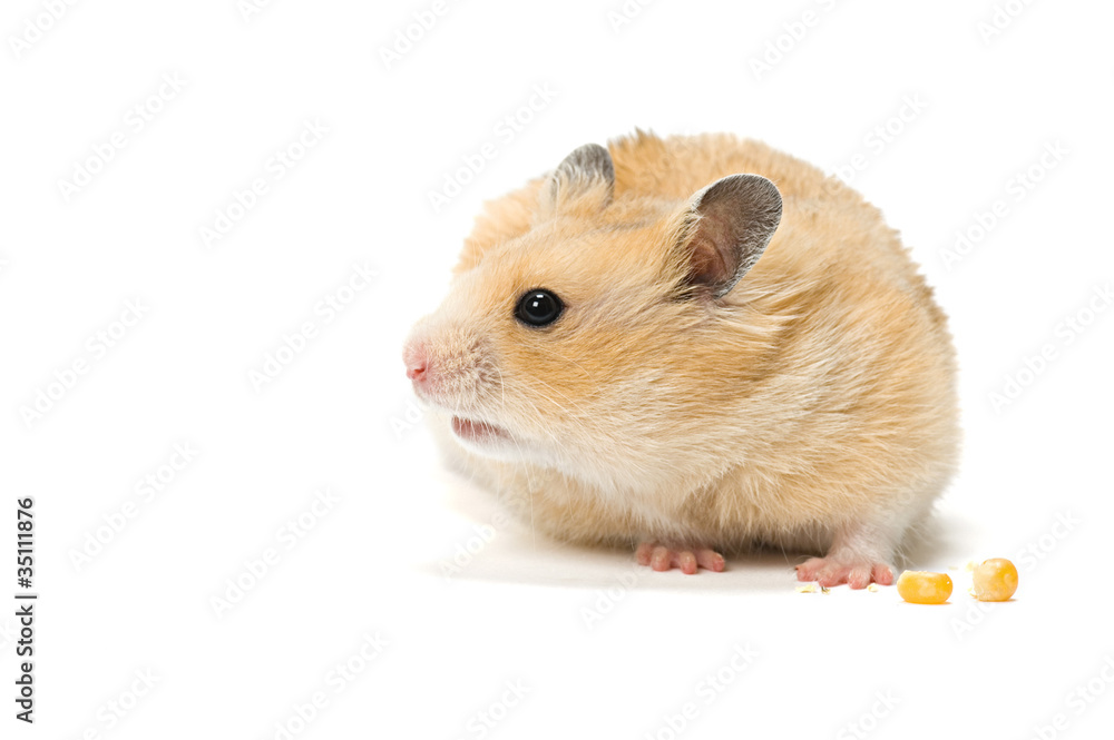 Hamster with corn seeds Hamster with corn seeds