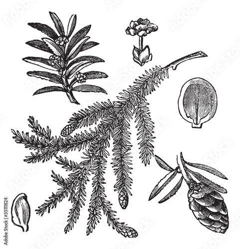 Canadian Hemlock or Tsuga canadensis vintage engraving