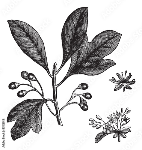 Sassafras or Sassafras albidum vintage engraving photo