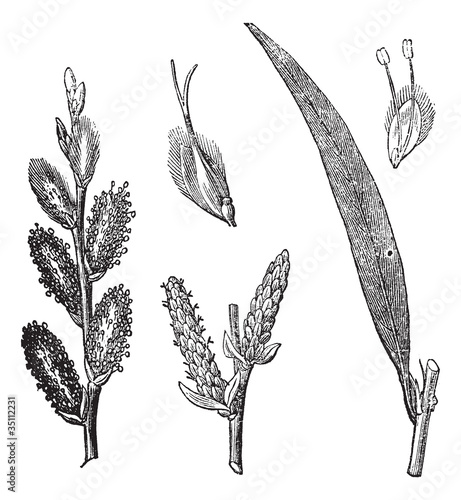 Common Osier or Salix viminalis vintage engraving