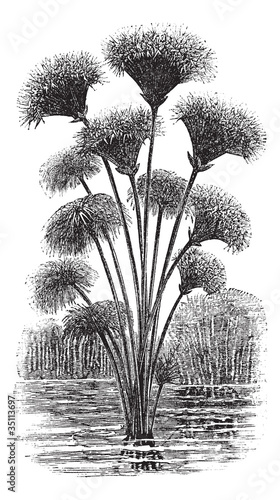 Papyrus sedge or Cyperus papyrus vintage engraving