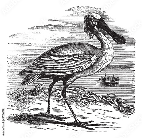 Eurasian Spoonbill or Platalea leucorodia vintage engraving