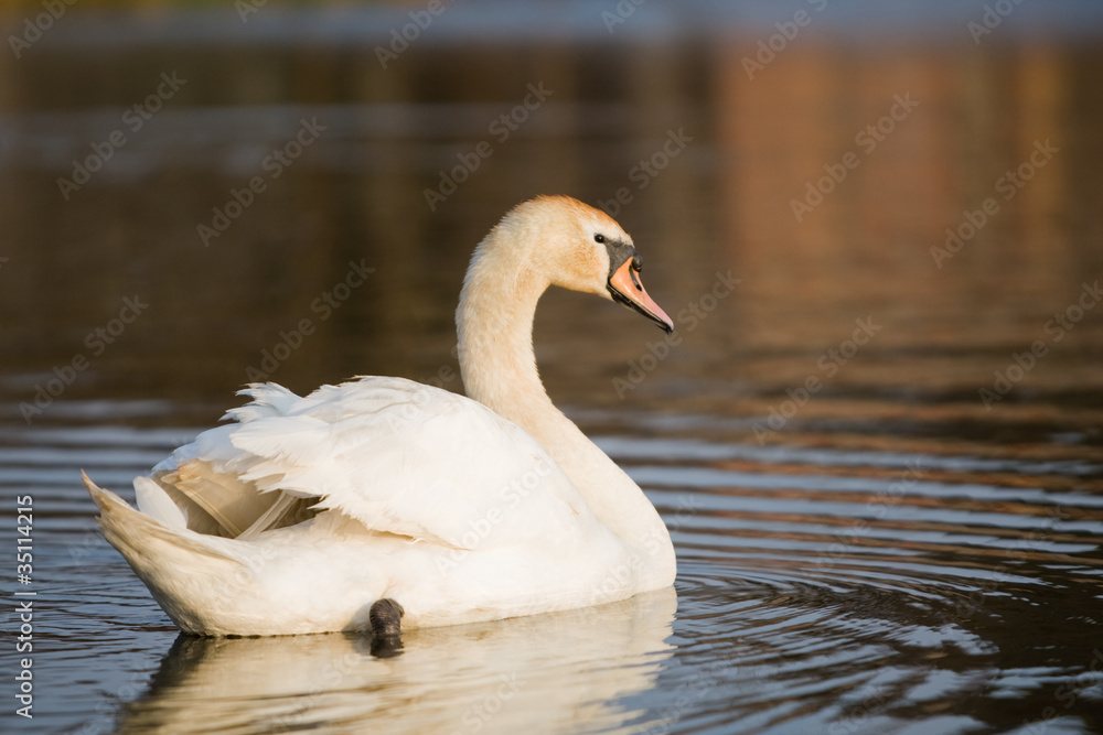 An adult swan swimming in a pond An adult swan swimming in a pond