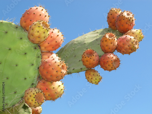 Cactus - fruto photo