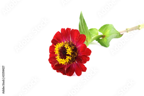Red flower (Helenium autumnale)