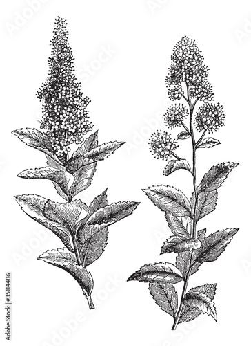 Spiraea salicifolia and Steeplebush or Spiraea tomentosa vintage