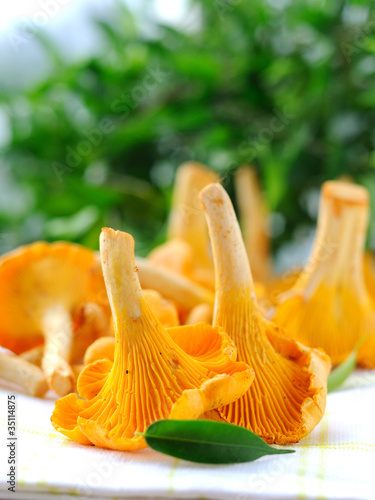 Handful of fresh chanterelles on a green background. photo