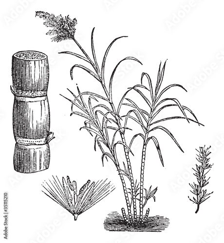 Sugar Cane, vintage engraving.