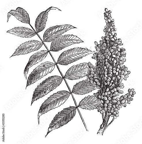 Smooth sumac (Rhus glabra), vintage engraving. photo