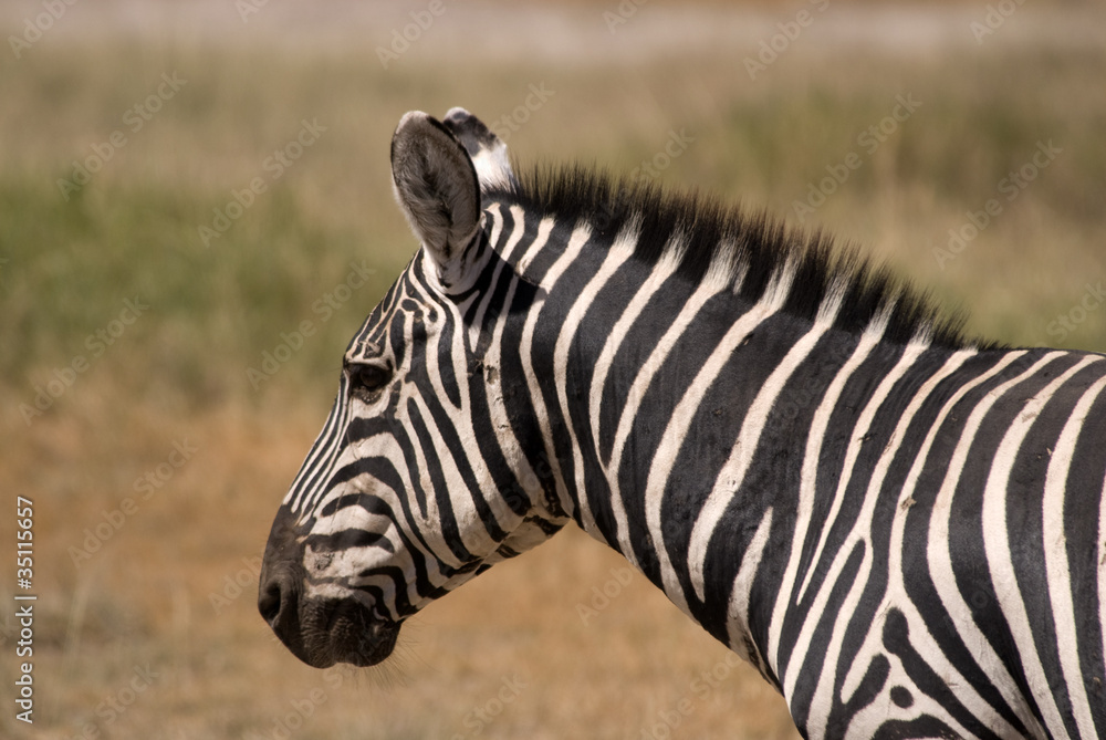 Zebra at Amboseli National Park, Kenya Zebra at Amboseli National Park, Kenya