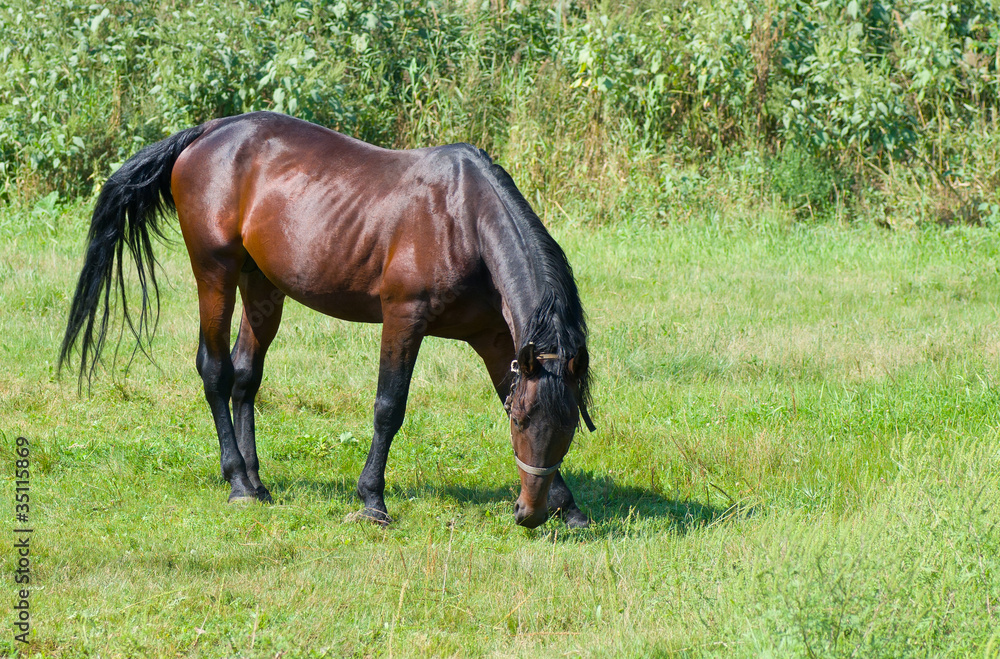 Bay horse (stallion) on the summer pasture . Bay horse (stallion) on the summer pasture .