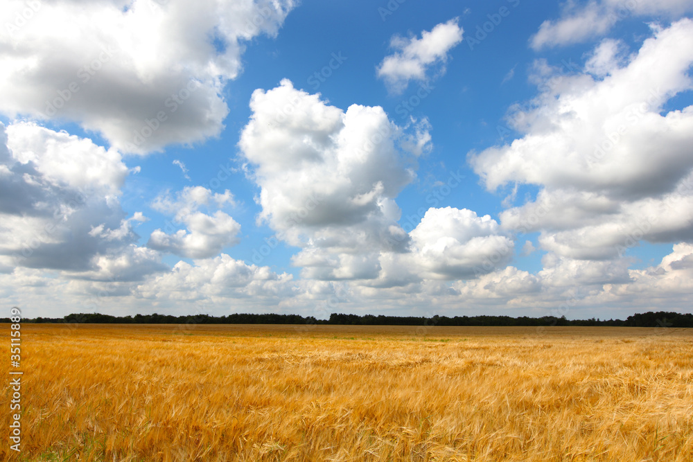 Wheat field of gold with cloudy skies, landscape. Wheat field of gold with cloudy skies, landscape.