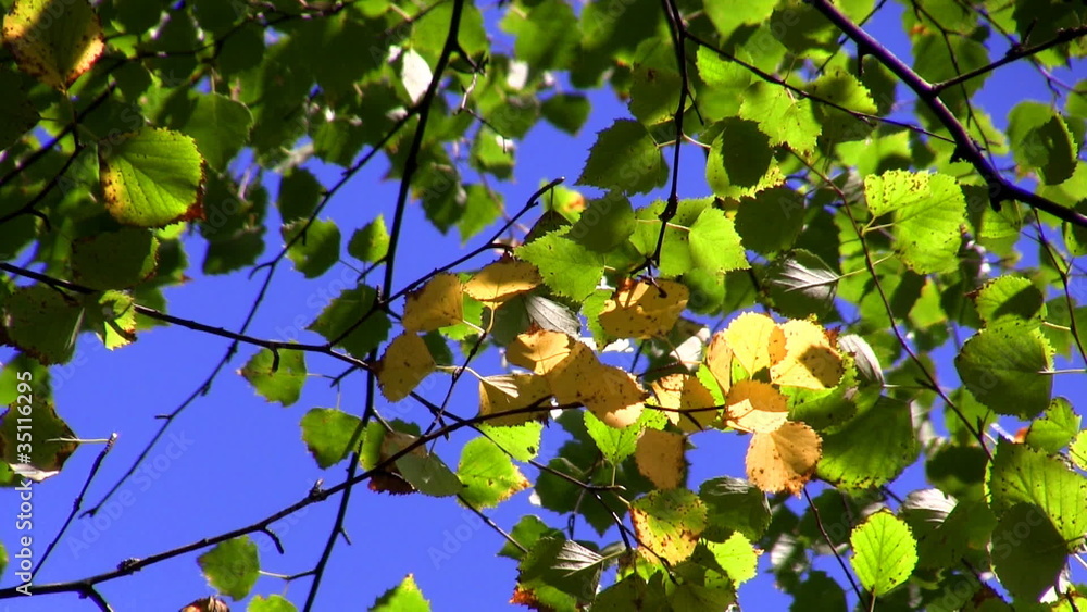 colors of autumn, autumn leaves colors of autumn, autumn leaves