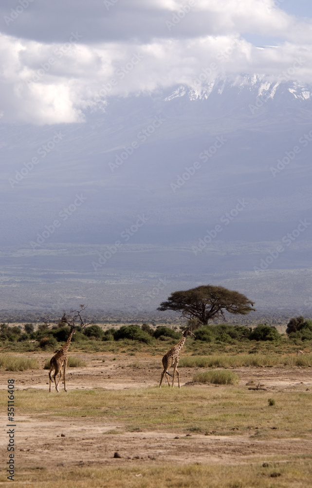 Giraffes at Amboseli NP, Kenya