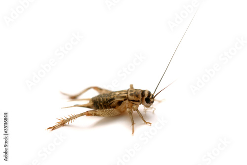 The common house cricket (Acheta domesticus) isolated on white