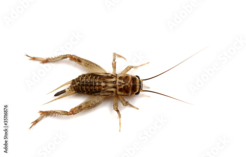The common house cricket  Acheta domesticus 