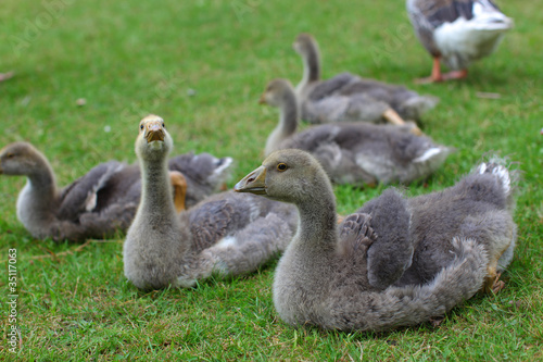 Baby geese gray color lying on the lawn © sugar0607