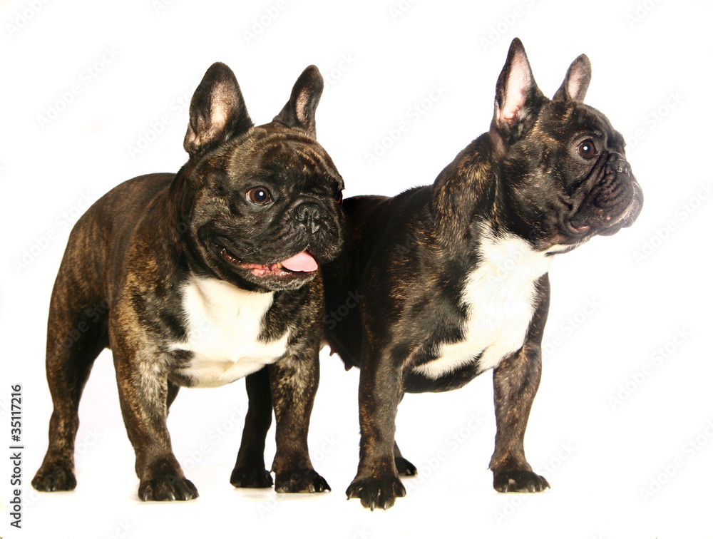 Two dark french bulldogs. Isolated on white
