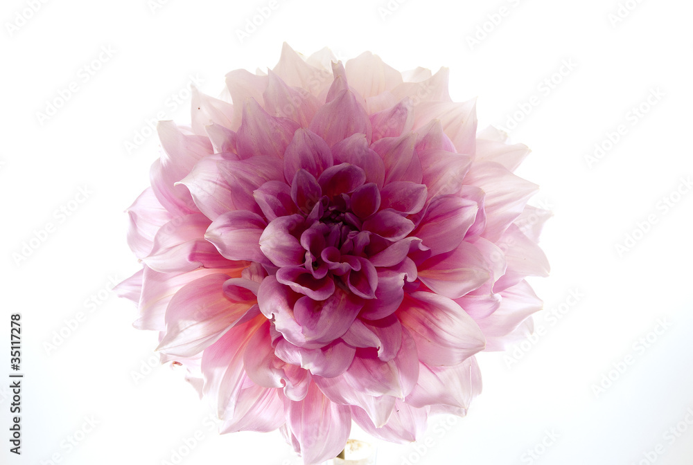 Dahlia