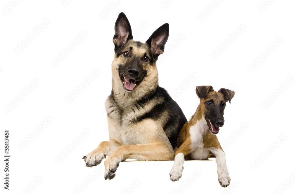 The East European sheep-dog fox-terrier The East European sheep-dog fox-terrier