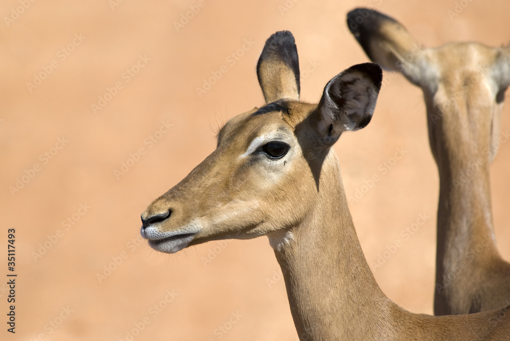 Impala Impala