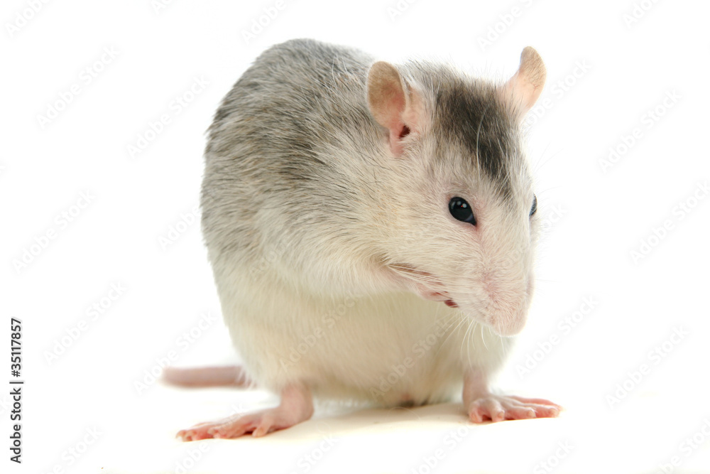 The rat on the white background