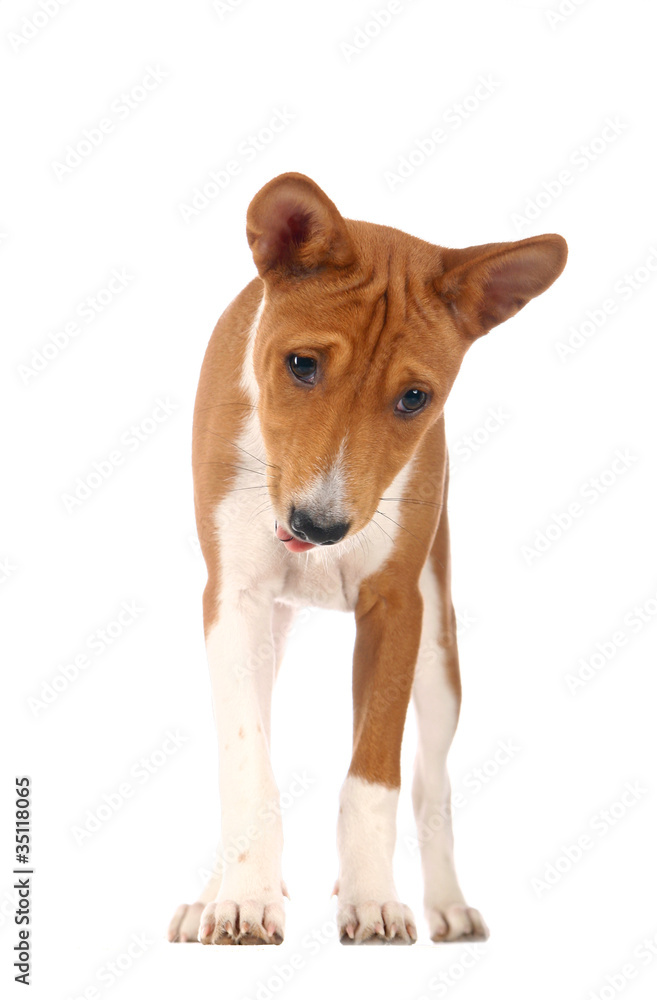 Basenji puppy, 4 months, on the white background