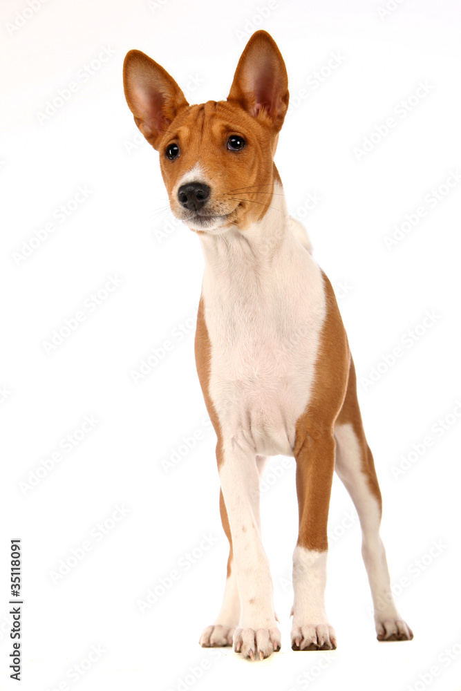 Basenji puppy, 4 months, on the white background Basenji puppy, 4 months, on the white background