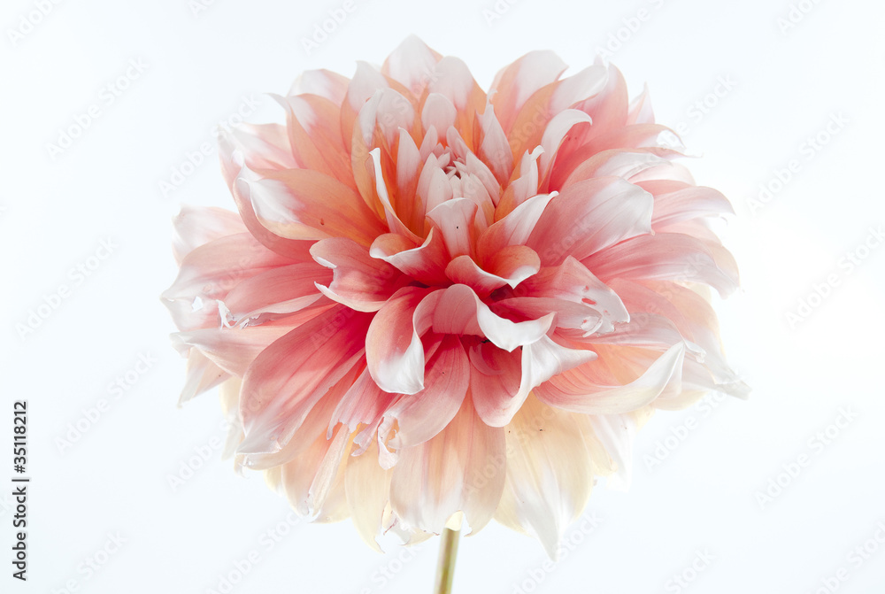 Dahlia