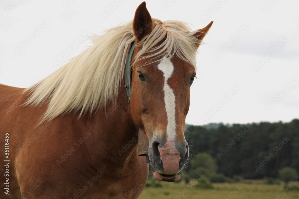 Obraz premium Caballo