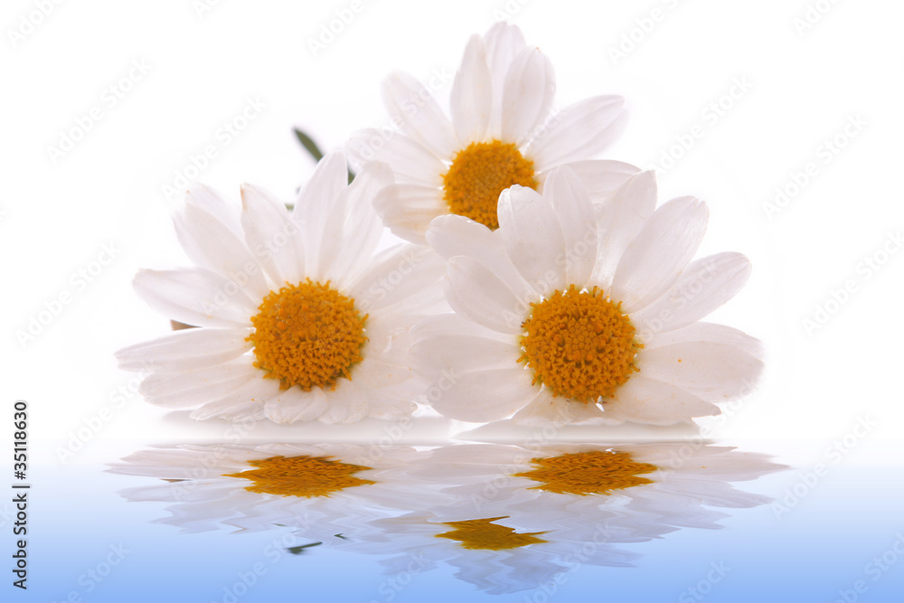 Fototapeta premium Wasser,Margeriten