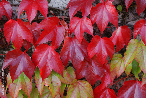 Red leafs 2