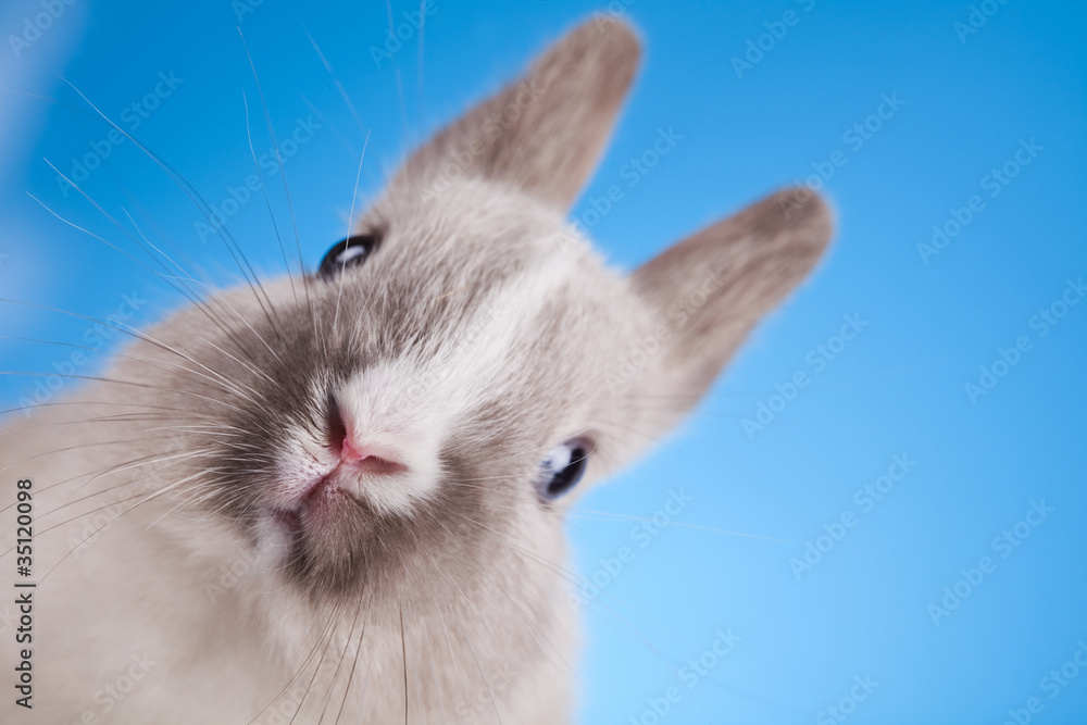 Fototapeta premium Baby bunny