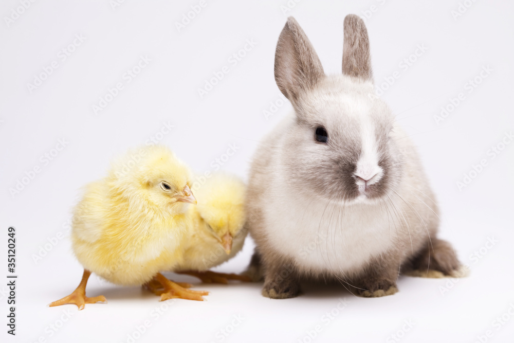 Easter bunny on chick