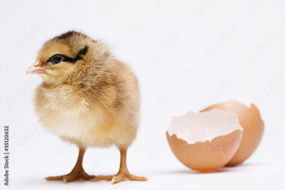 Fototapeta premium Chick and Egg