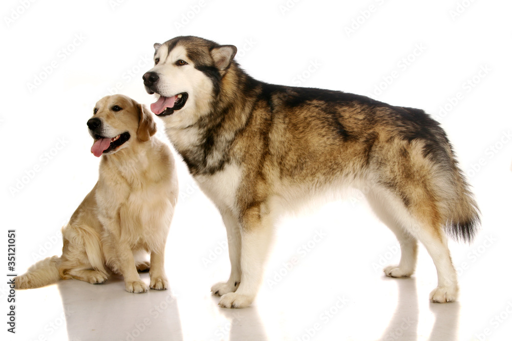 Alaskan malamute dog and golden retriever
