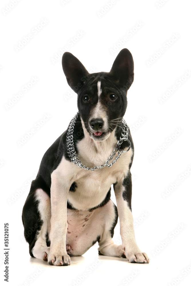 Basenji puppy, 4 months, on the white background