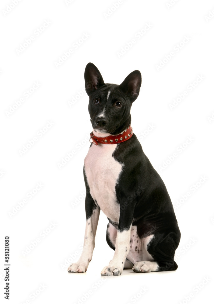 Basenji puppy, 4 months, on the white background