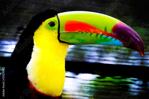 Beautiful colorful tucan